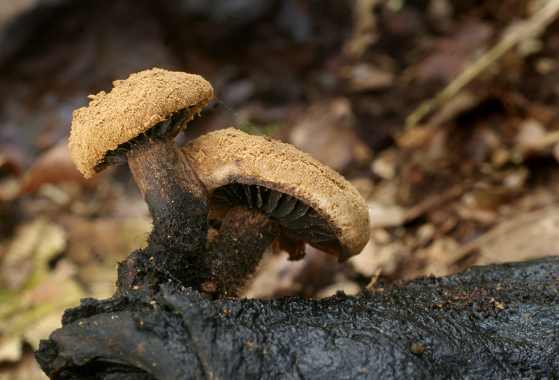 Asterophora lycoperdoides